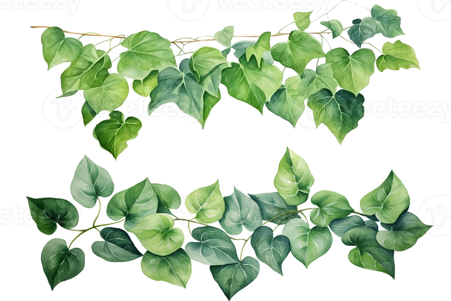 Watercolor painting of green ivy leaves isolated on a transparent background. Watercolor hand painted illustration. Tropical plants for beautiful design. Generative AI png