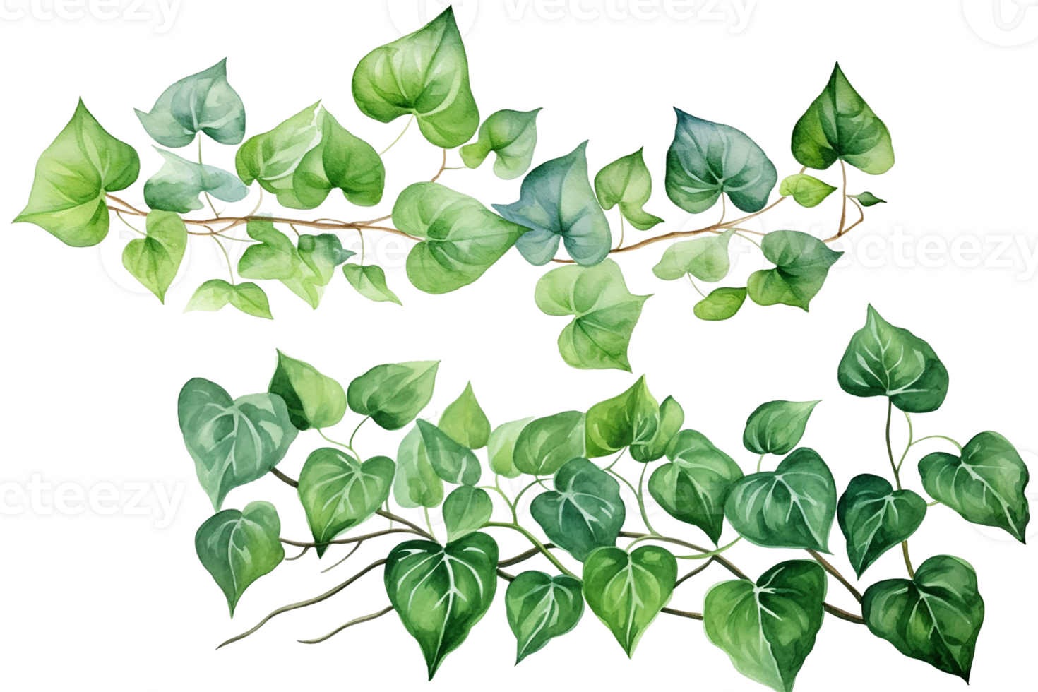 vattenfärg målning av grön murgröna löv isolerat på en transparent bakgrund. vattenfärg hand målad illustration. tropisk växter för skön design. generativ ai png