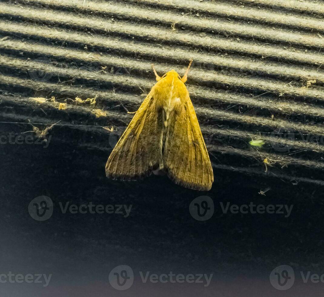 Closeup of Corn Earworm Moth or Helicoverpa zea against a glowing lamp in the evening. photo