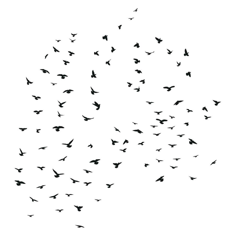 Sketch drawing of a silhouette of a flock of birds flying forward. Takeoff, flying, flight, flutter, hover, soaring, landing vector