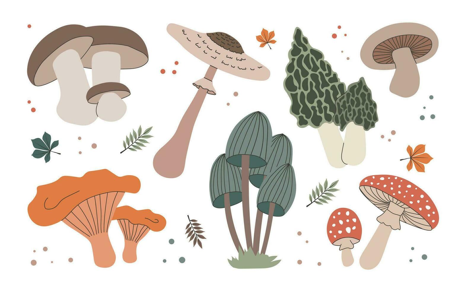 Set of different forest mushrooms and leaves.  Modern botanical flat vector illustrations isolated on white background.