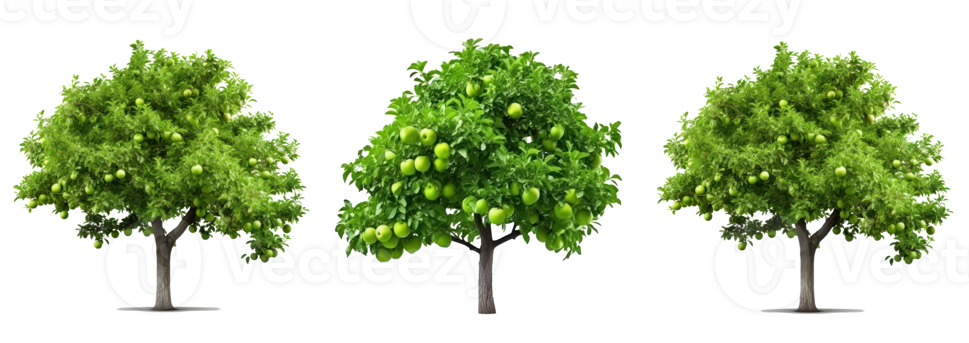 Apple tree isolated png
