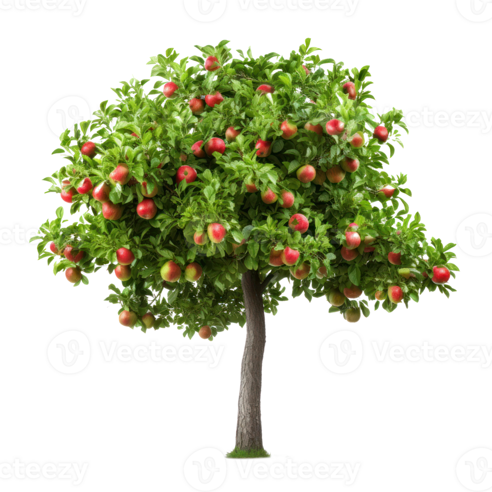 Apple tree isolated png