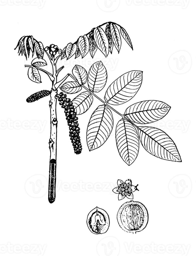 Drawing PERSIAN WALNUT. Hand drawn illustration. The Latin name is JUGLANS REGIA L. photo