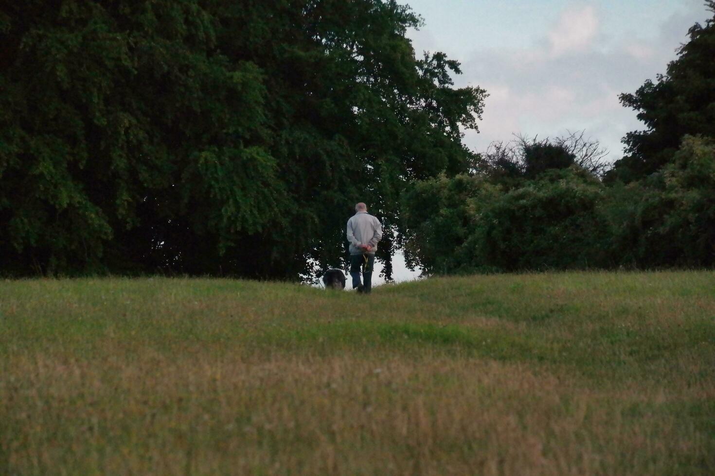 An Old Man is on Evening Walk Along his Dog with big Hair at Countryside Landscape of Luton England During Sunset. Image Was Captured on August 19th, 2023 photo