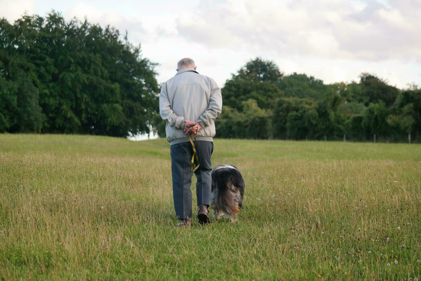 An Old Man is on Evening Walk Along his Dog with big Hair at Countryside Landscape of Luton England During Sunset. Image Was Captured on August 19th, 2023 photo