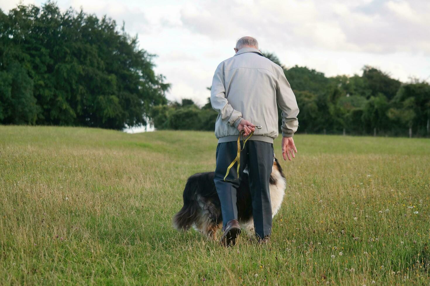 An Old Man is on Evening Walk Along his Dog with big Hair at Countryside Landscape of Luton England During Sunset. Image Was Captured on August 19th, 2023 photo