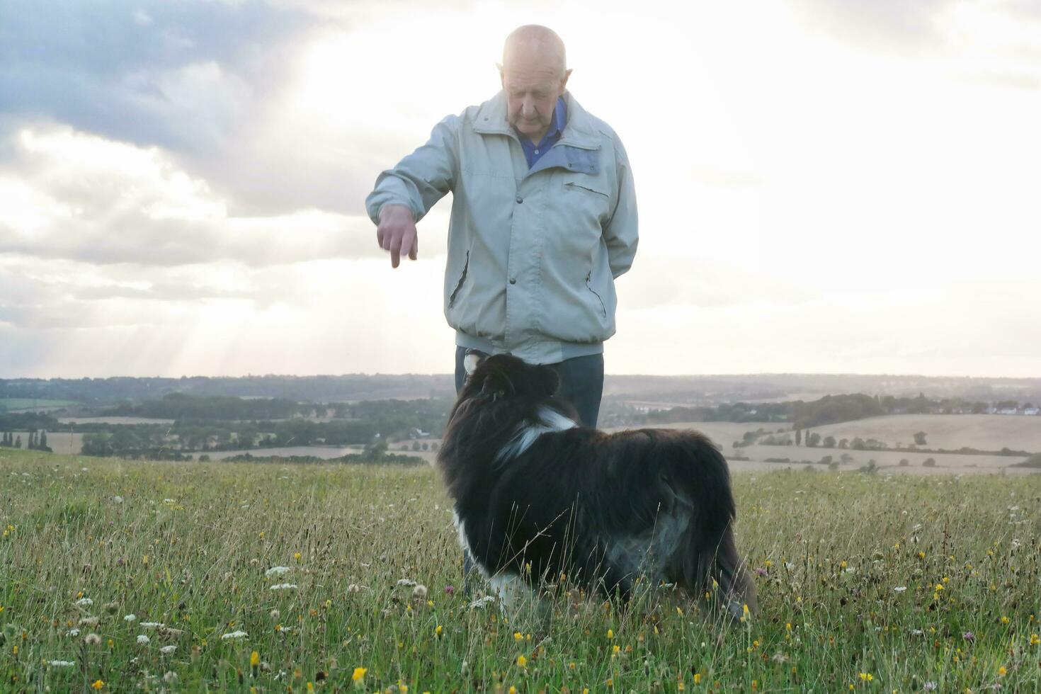 An Old Man is on Evening Walk Along his Dog with big Hair at Countryside Landscape of Luton England During Sunset. Image Was Captured on August 19th, 2023 photo