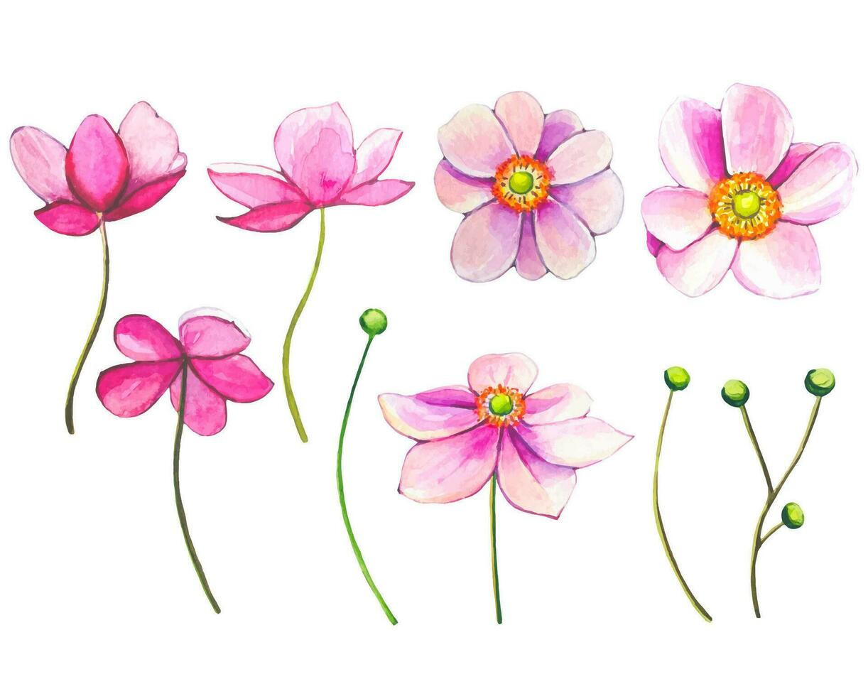 Collection of pink anemones. Watercolor anemone buds vector