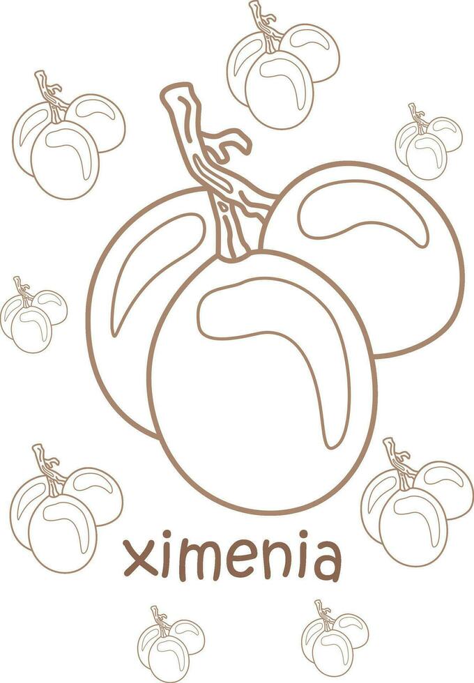 Alphabet X For Ximenia Vocabulary School Lesson Cartoon Coloring Pages for Kids and Adult vector