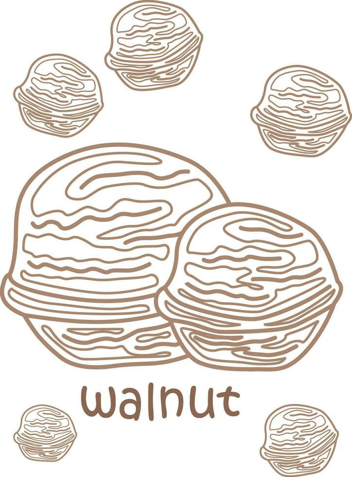 Alphabet W For Walnut Vocabulary School Lesson Cartoon Coloring Pages for Kids and Adult vector