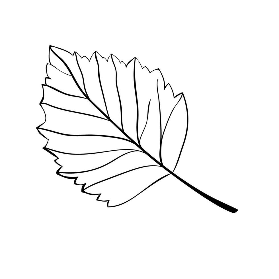 Hazelnut leaf simple icon in sketch style. Hatched leaves for packaging or labels vector