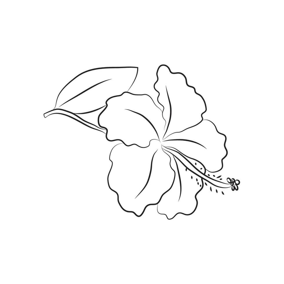 Hibiscus flower, large bud drawn with lines. Isolated bud on a branch. For invitations and valentines vector