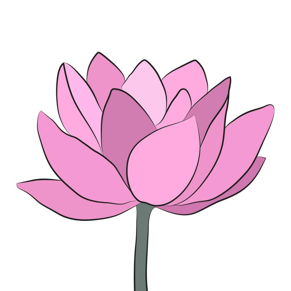 Lotus big bud in bloom. Lotus flower opened for cards and invitations, yoga and meditation vector