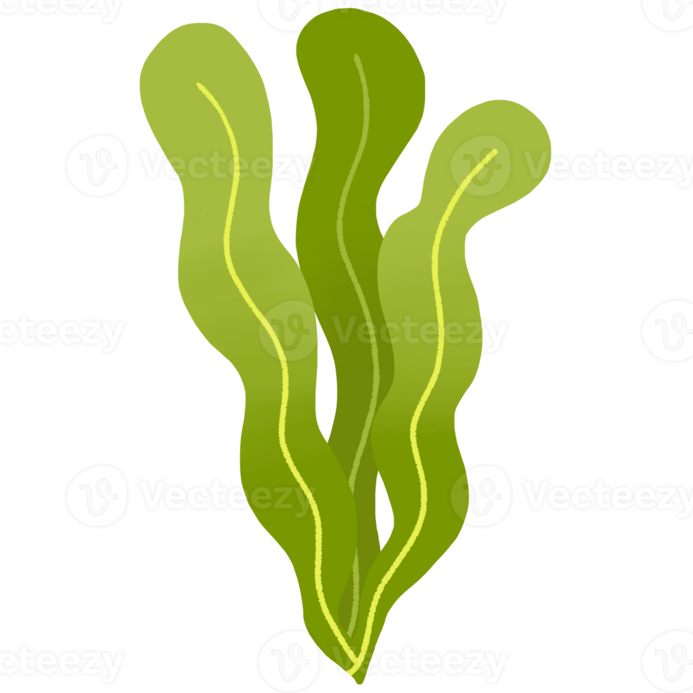 cute sea grass png