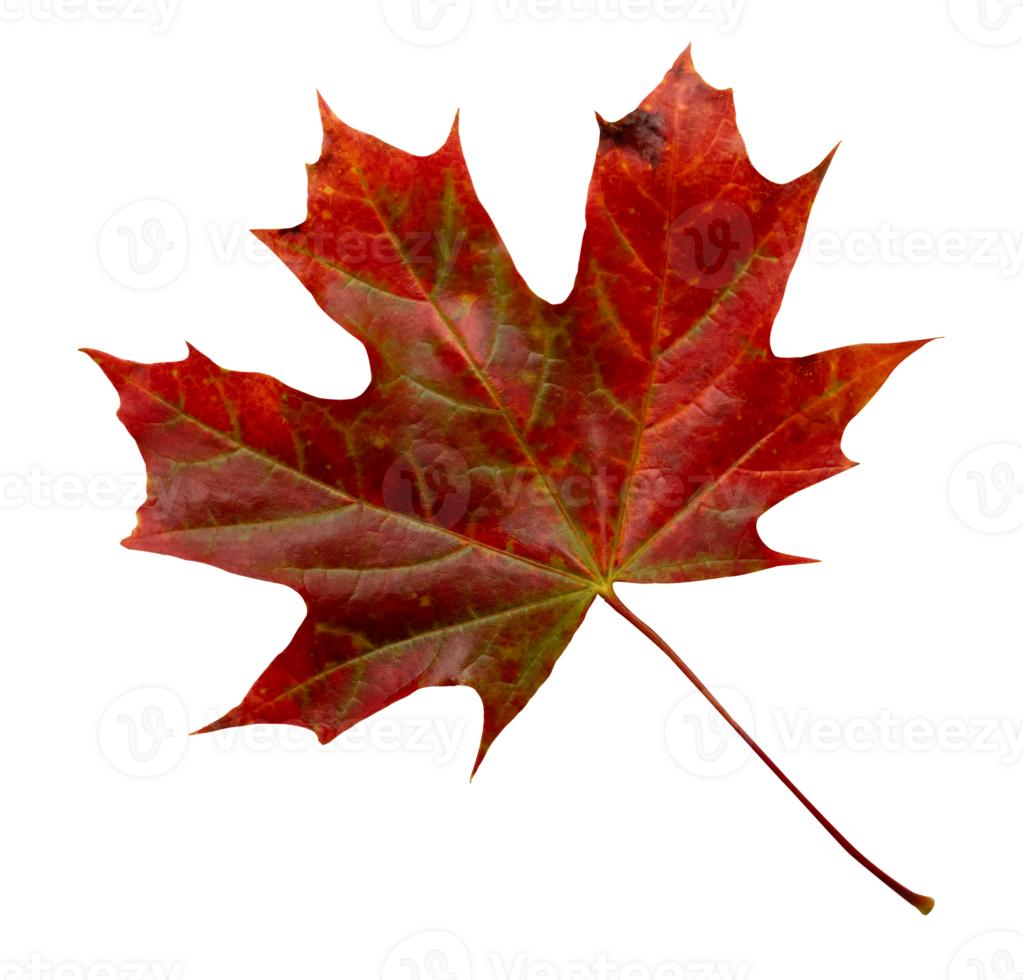 Red Maple Leaf Isolated,Element for Spring and Summer seasonal themed nature concept,Can use for Icon of Autumn or fall Season png
