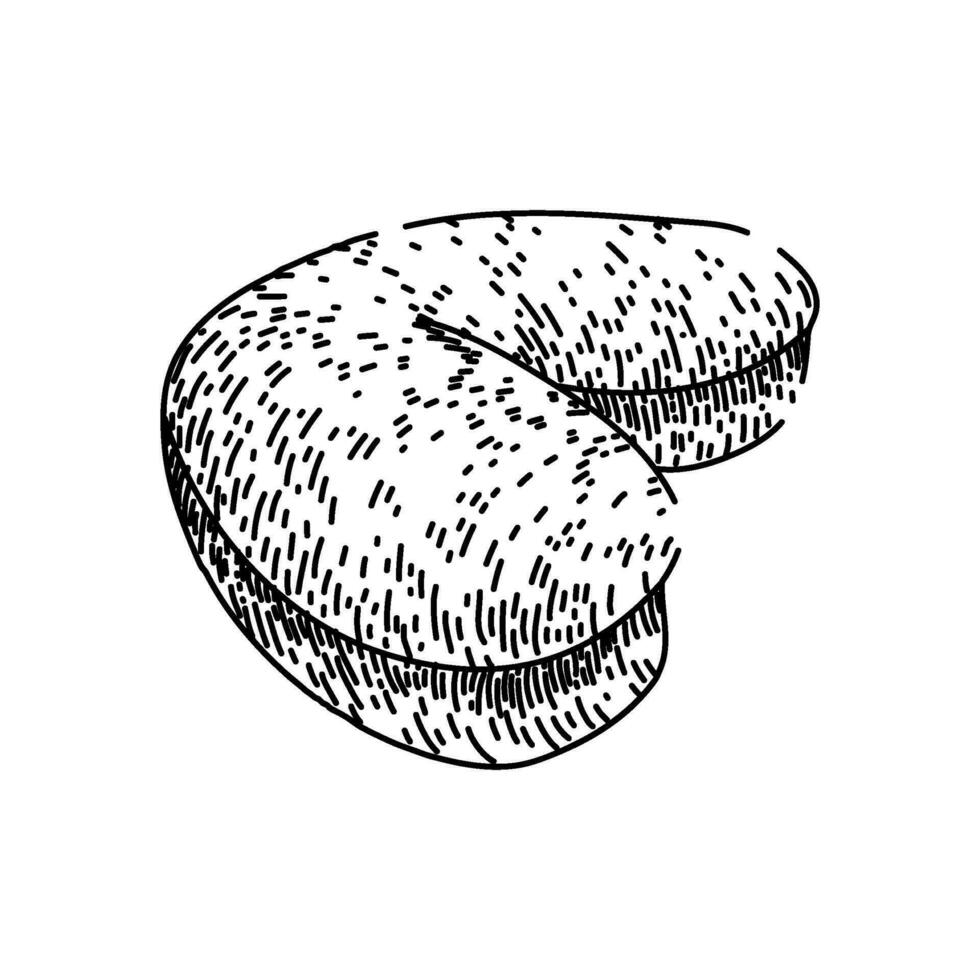brown cashew nut sketch hand drawn vector
