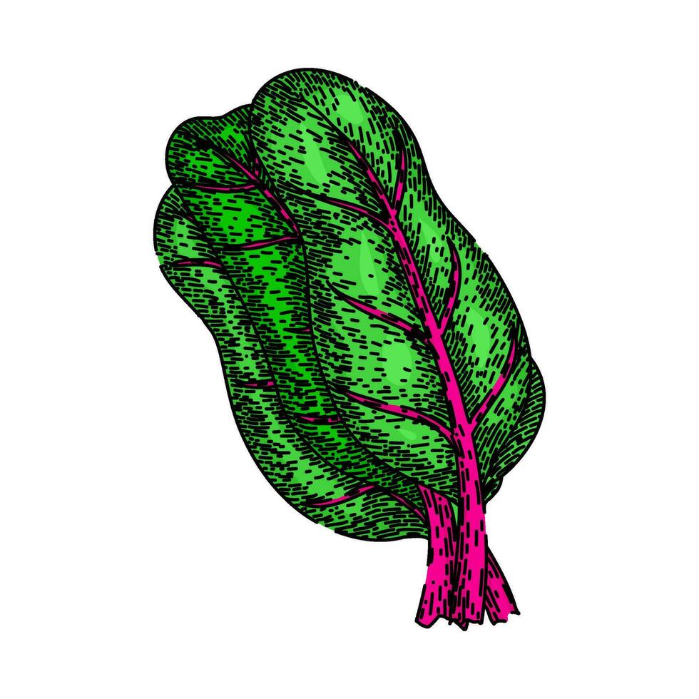 swiss chard sketch hand drawn vector