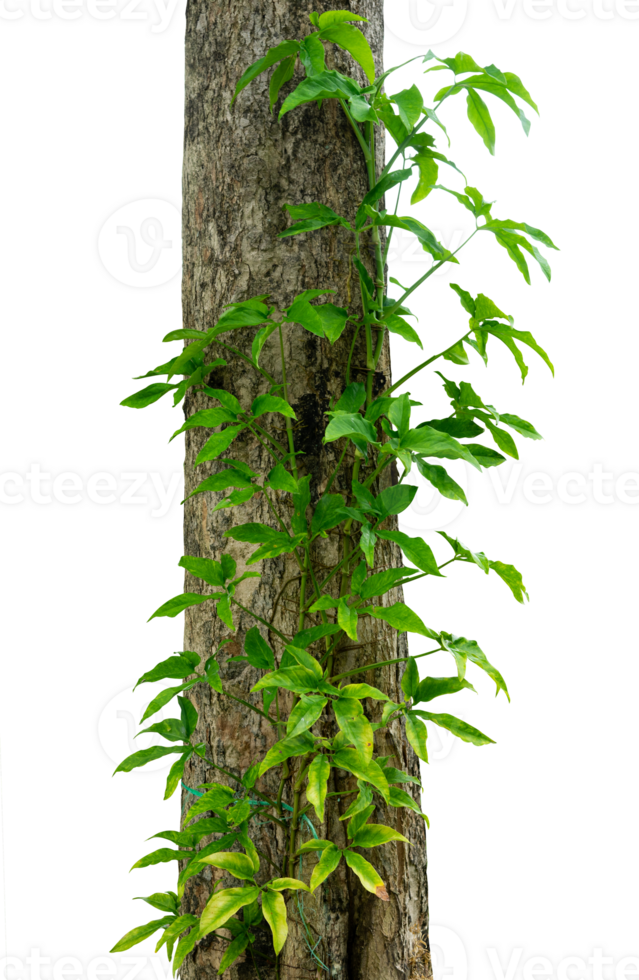 tree trunk with green leaves creeper 25063202 PNG