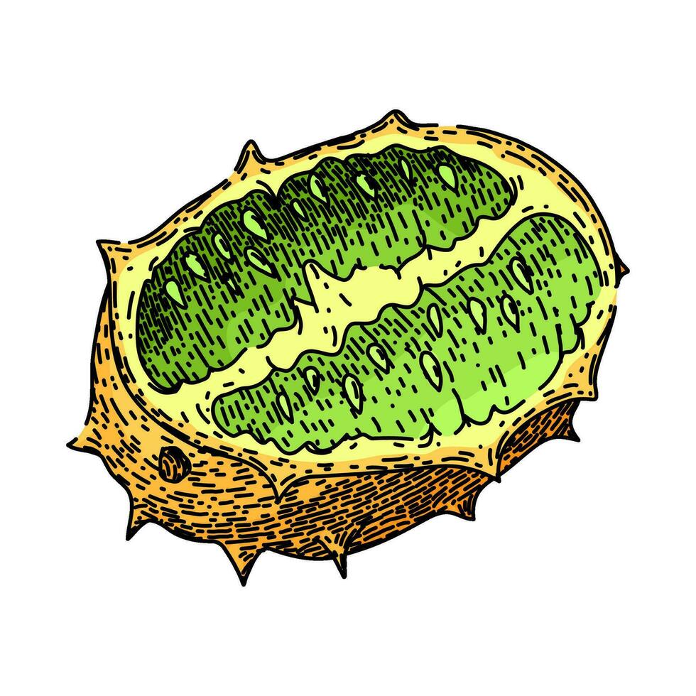 tropical kiwano sketch hand drawn vector