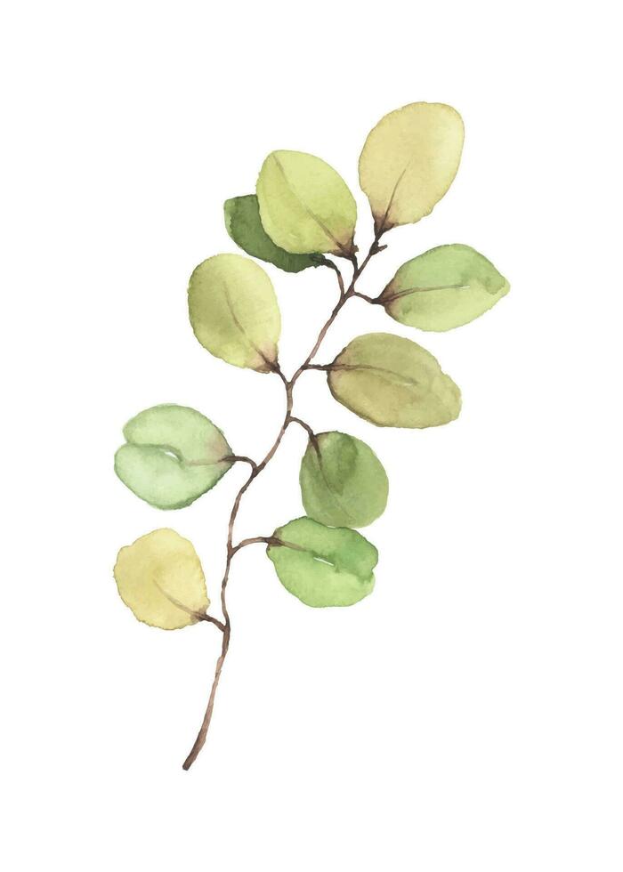 Eucalyptus leaves and branches watercolor hand painted vector