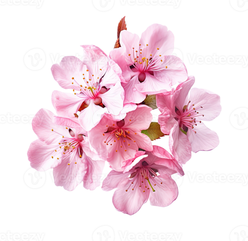 Cherry blossom sakura isolated on transparent background. PNG file, cut out. AI Generated