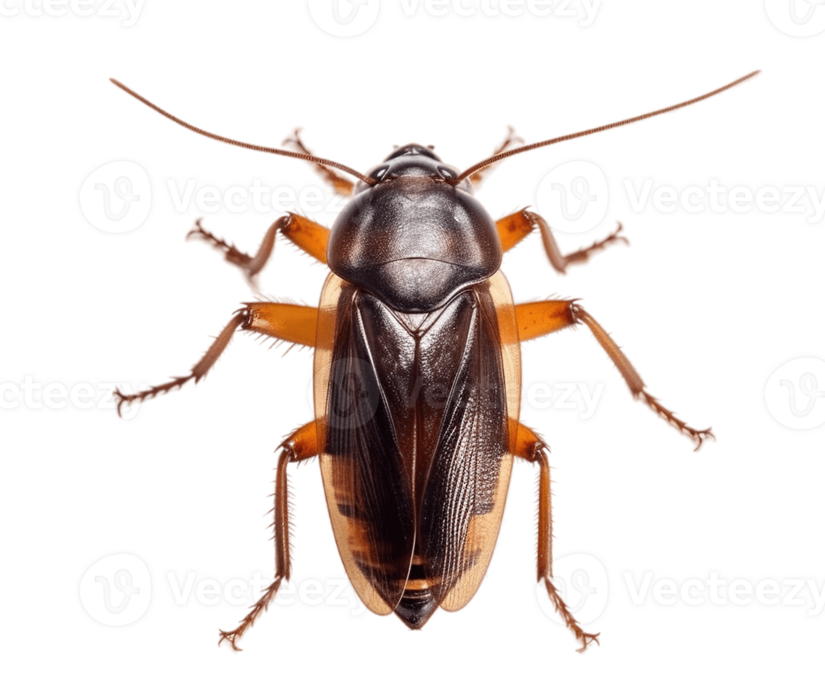 Cockroach isolated on transparent background. PNG file, cut out. AI Generated