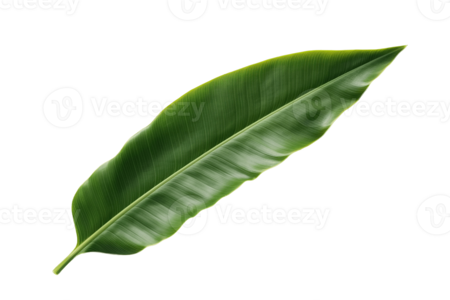 Banana leaf isolated on transparent background. PNG file, cut out. AI Generated