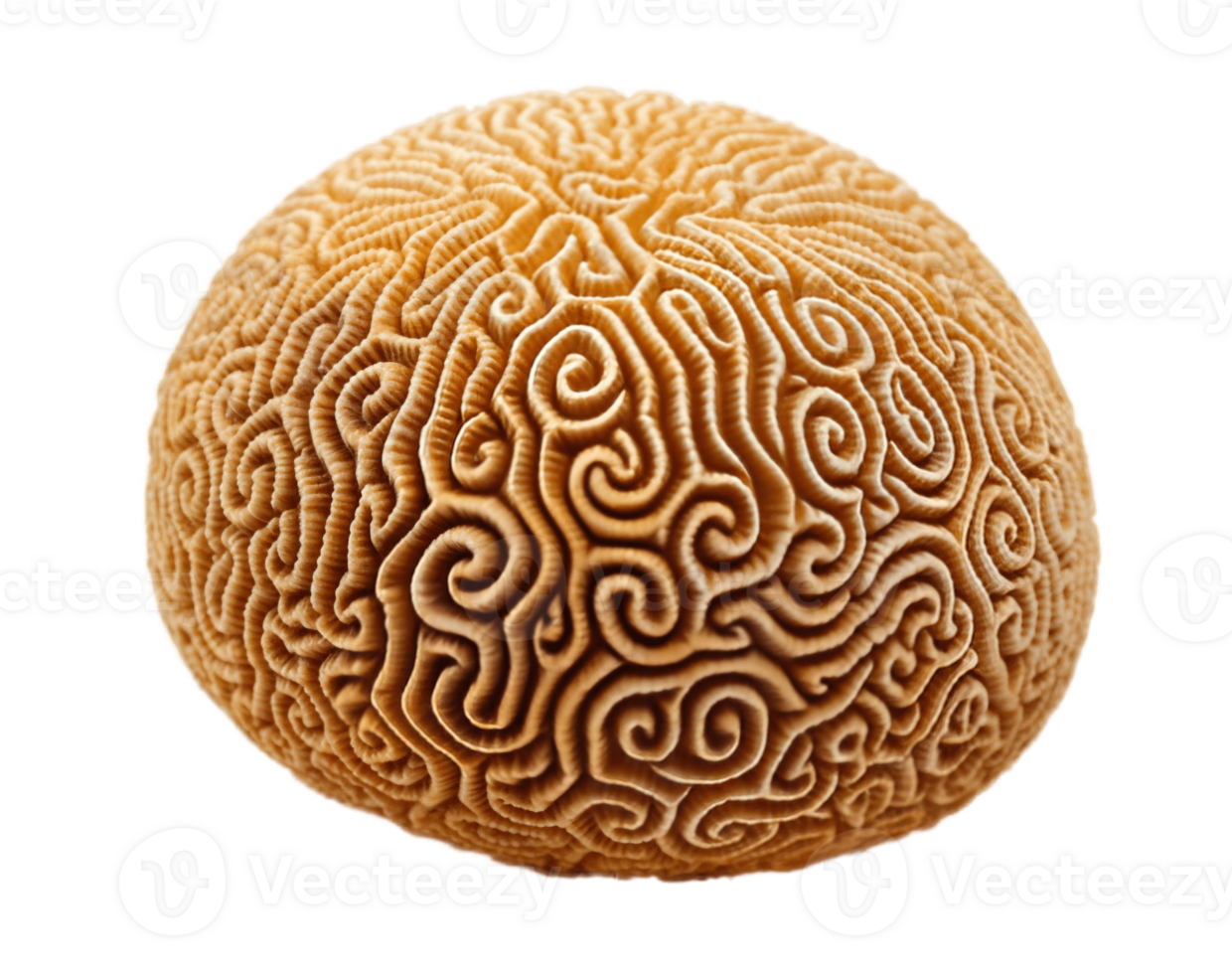 Brain coral isolated on transparent background. PNG file, cut out. AI Generated