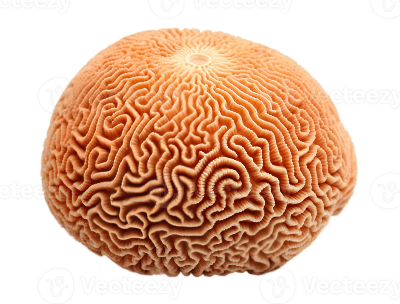 Brain coral isolated on transparent background. PNG file, cut out. AI