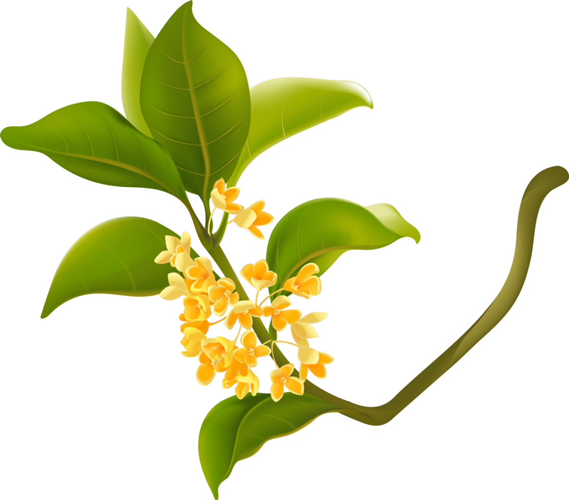 Hand-painted osmanthus tree png