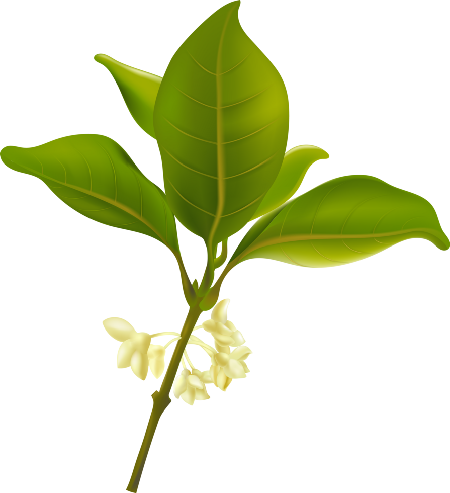 Hand-painted osmanthus tree png
