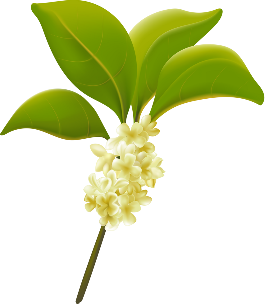 Hand-painted osmanthus tree png