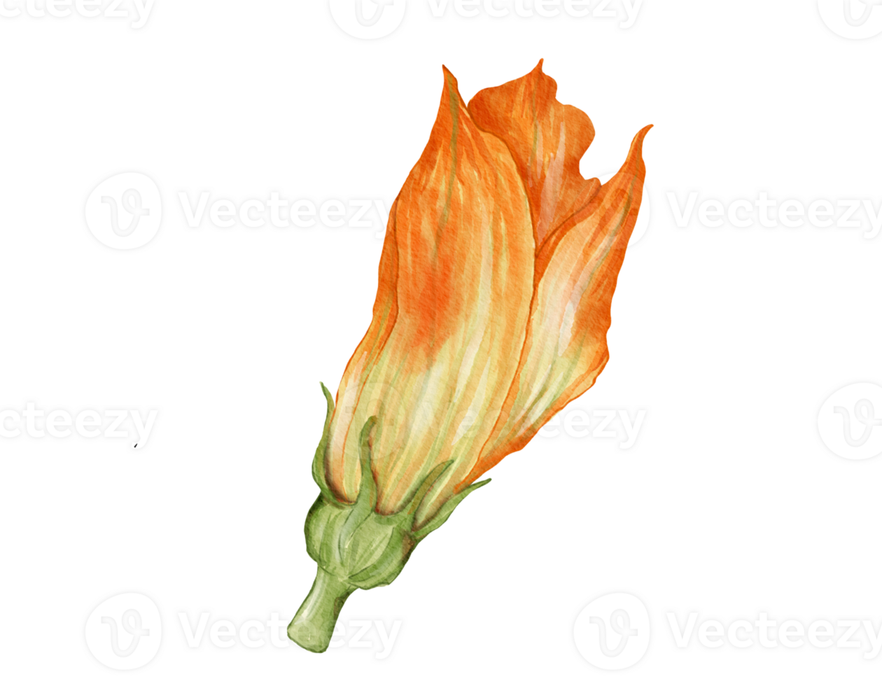 zucchini flower watercolor illustration isolated element png