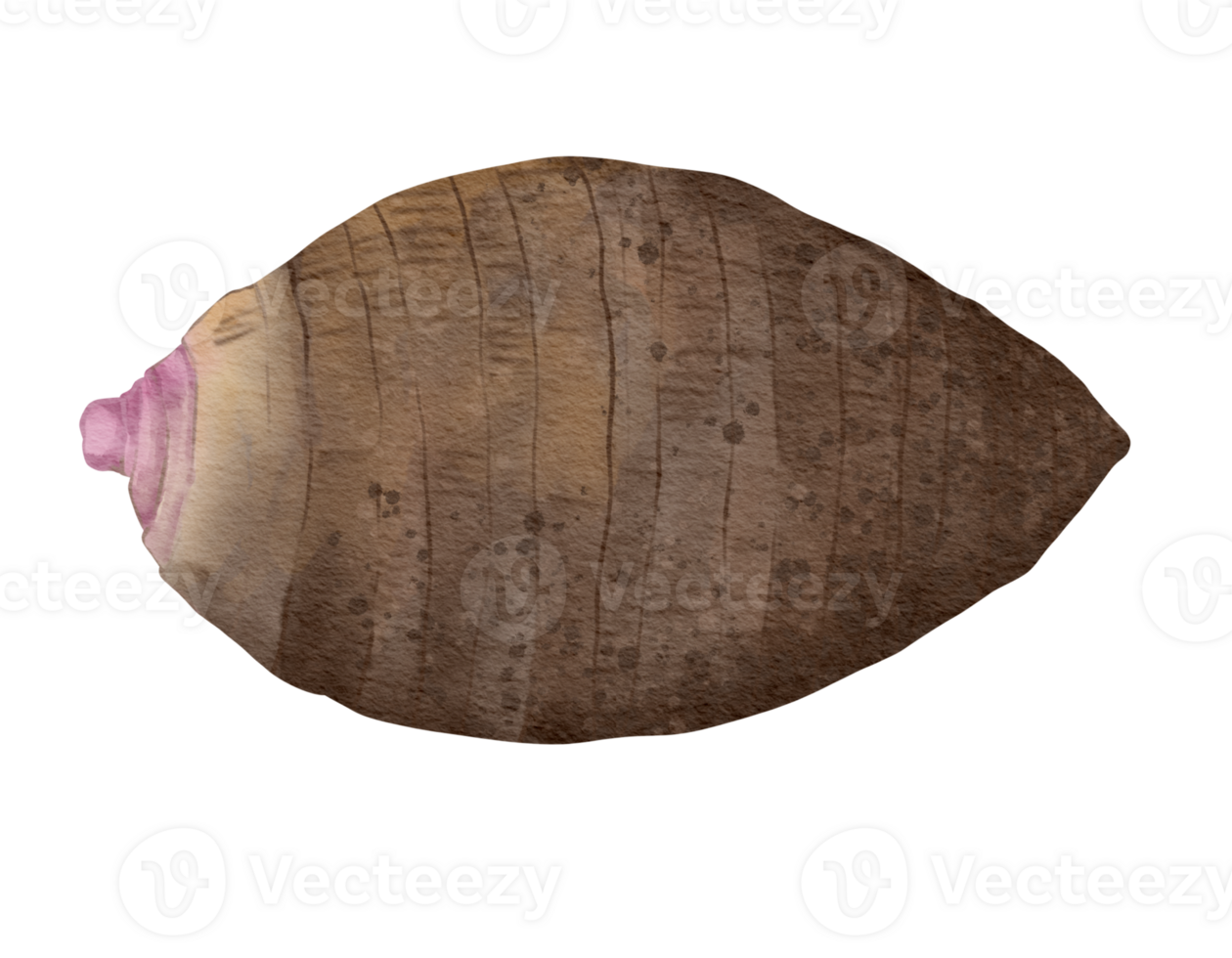 taro root watercolor illustration isolated element png