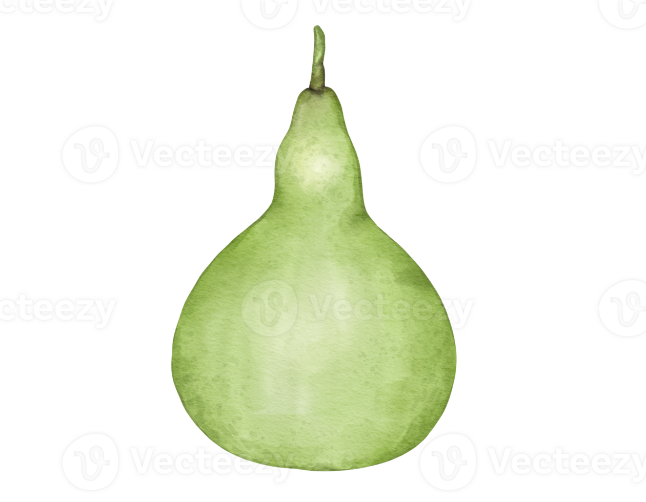 bottle gourd watercolor illustration isolated element png