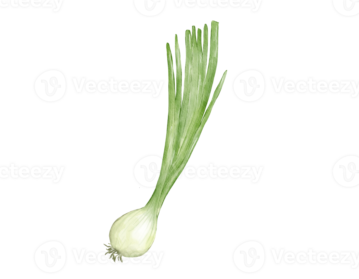 spring onion watercolor illustration isolated element 28087570 PNG