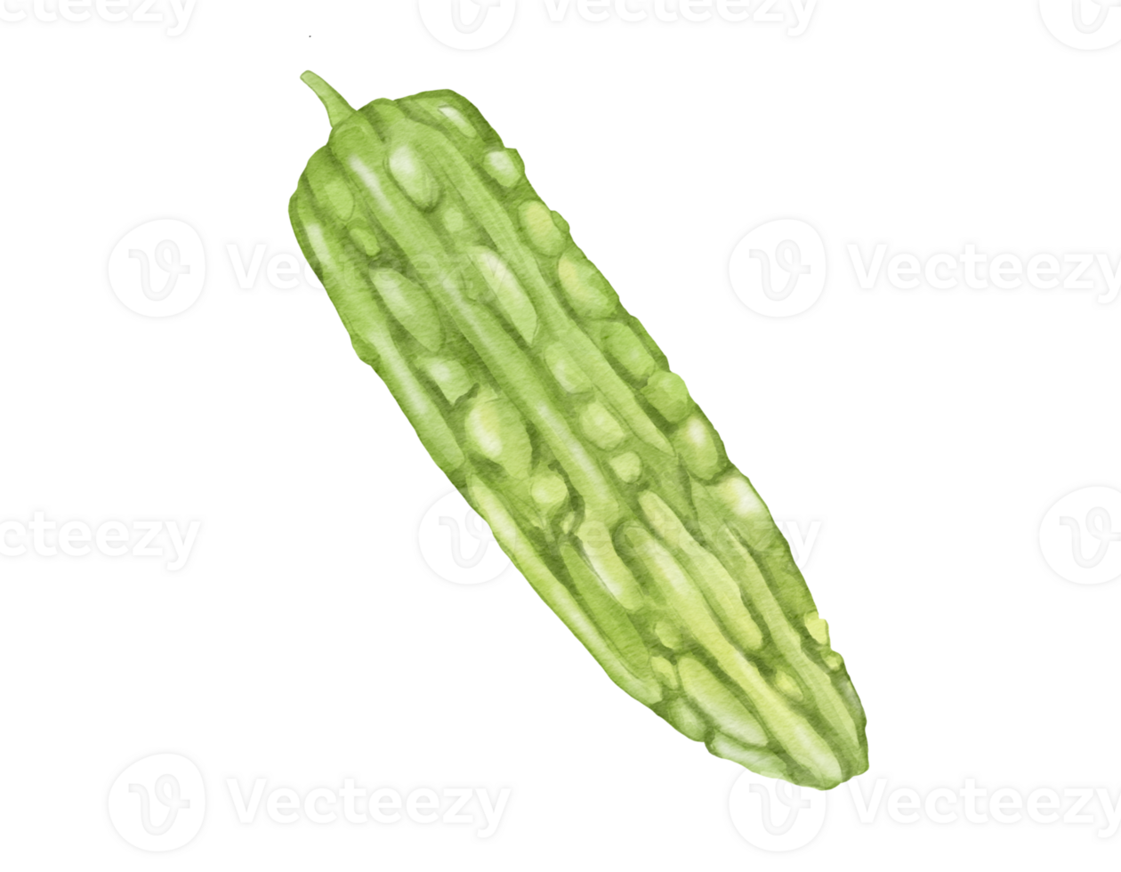 bitter melon watercolor illustration isolated element png