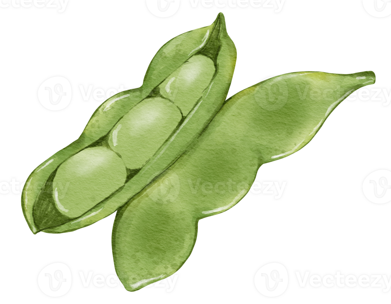 edamame acuarela ilustración aislado elemento png