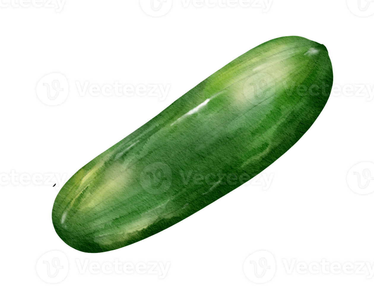 cucumber watercolor illustration isolated element png