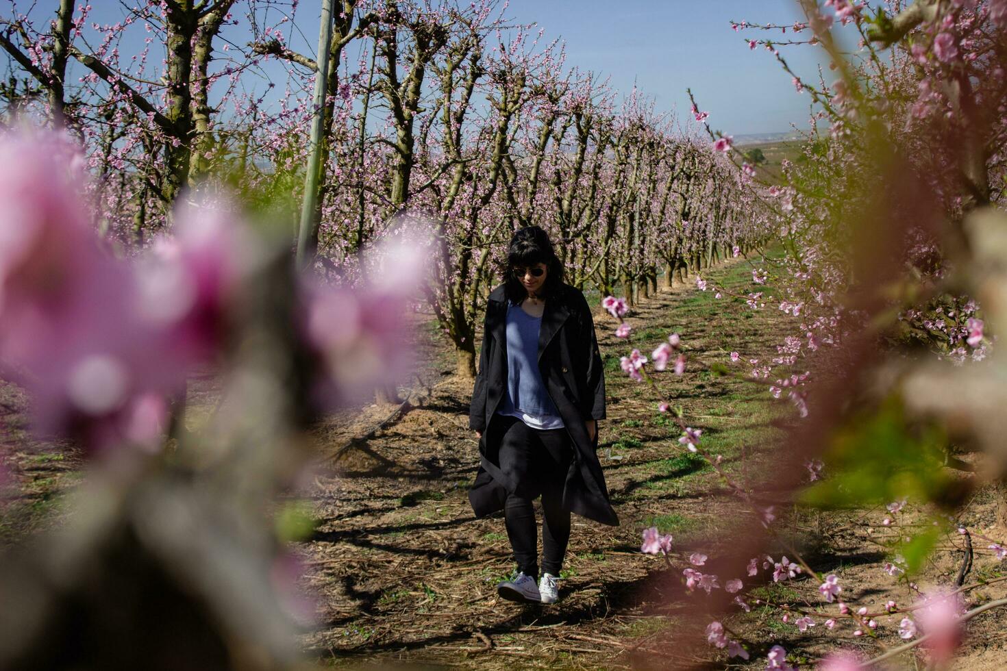 mujer caminando mediante campos de floración melocotón arboles en primavera. foto