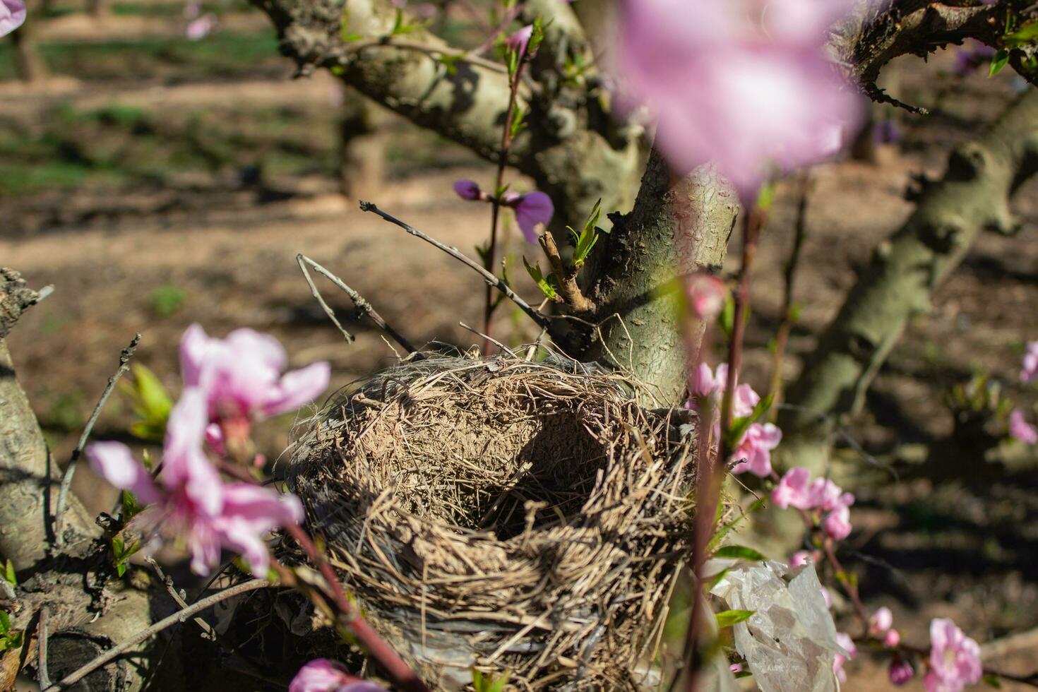 aves nido en un melocotón árbol foto