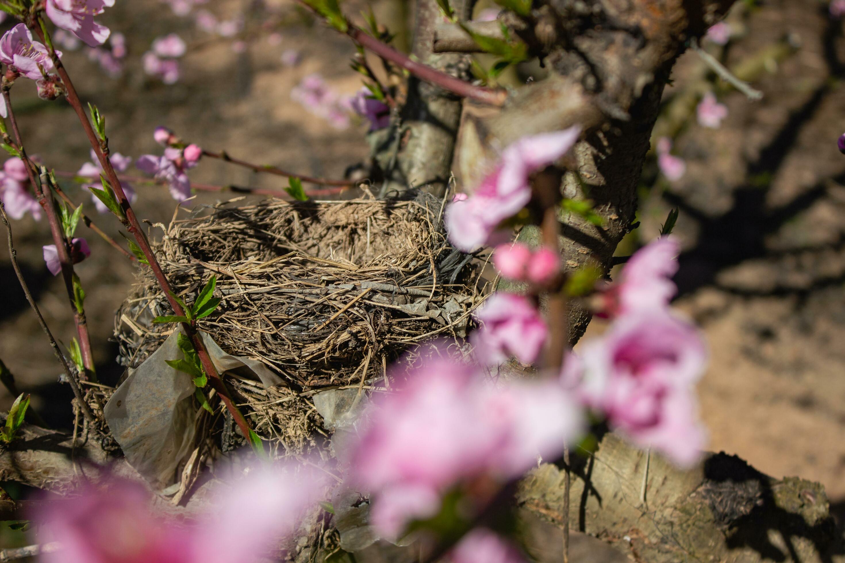 Birds nest in a peach tree 28093588 Stock Photo at Vecteezy