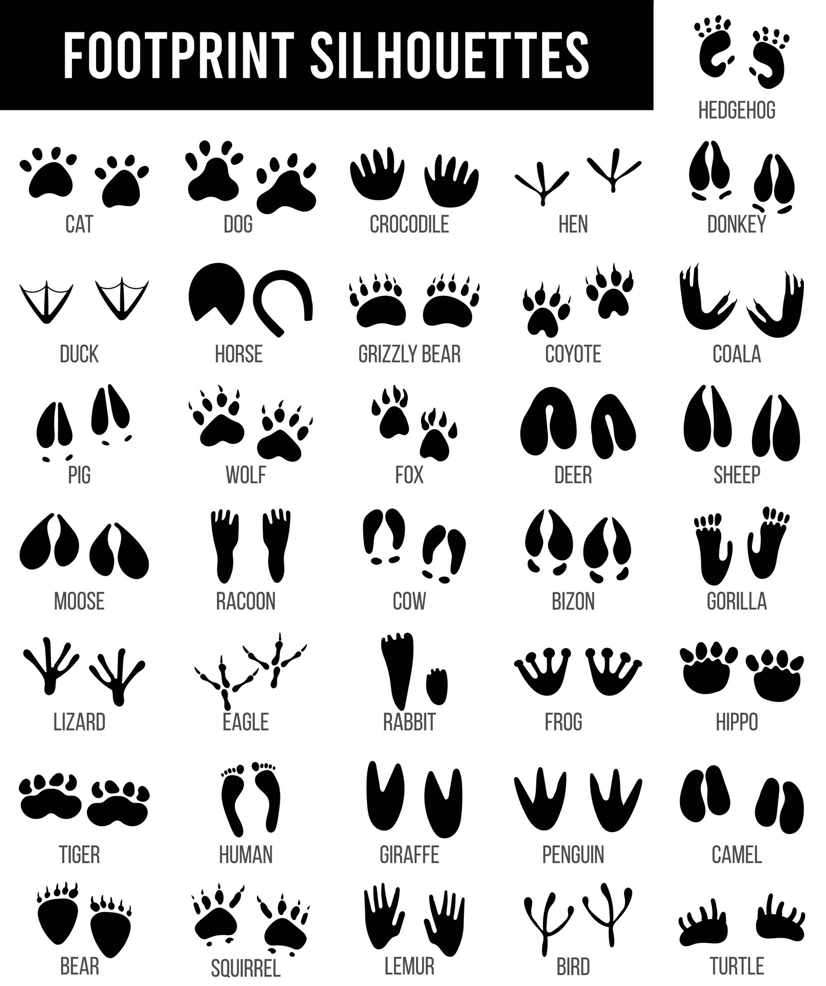 Black Animal Tracking Footprints Isolated Wild Animal Paws Prints animal-tracking-imagej-matlab