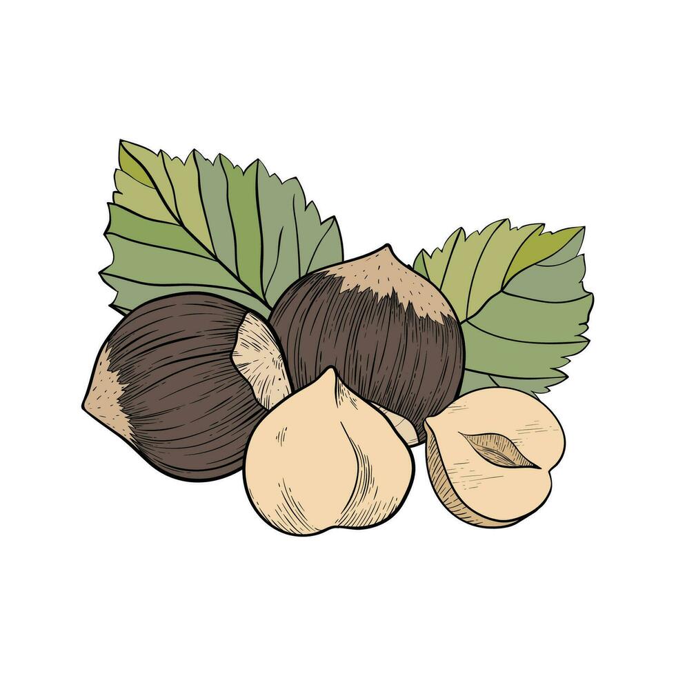 WebHazelnut composition of several fruits and leaves. Icon for packaging or label vector