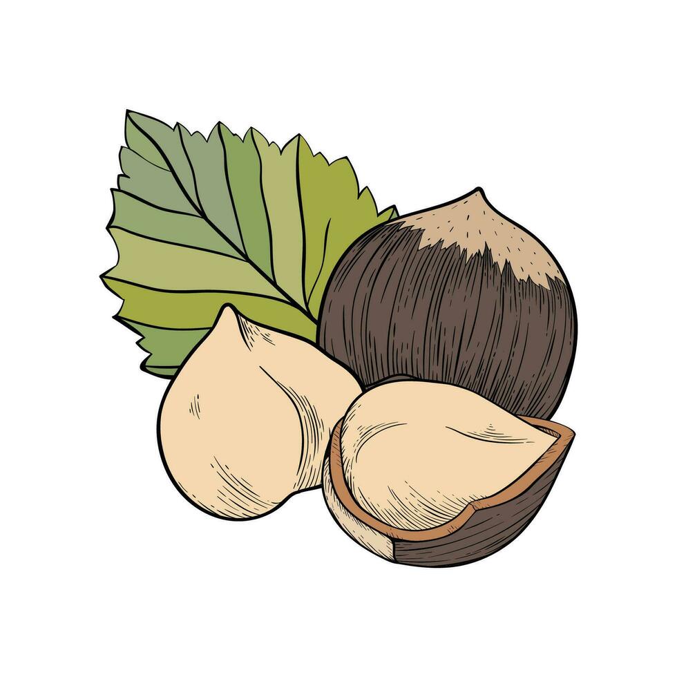 Hazelnut composition of several fruits and leaves. Label or icon for label, packaging vector
