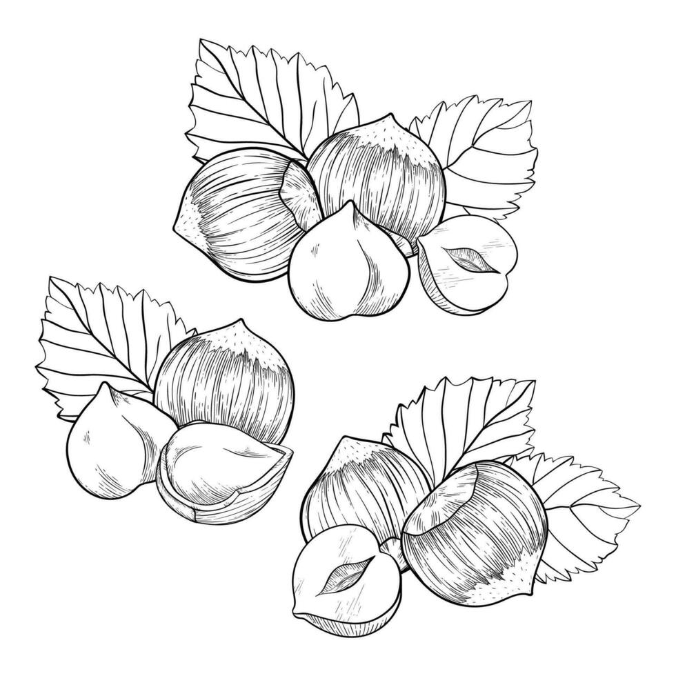 Hazelnut set, compositions with kernels, shells and leaves. For packaging or labels snacks and bars with hazelnut vector