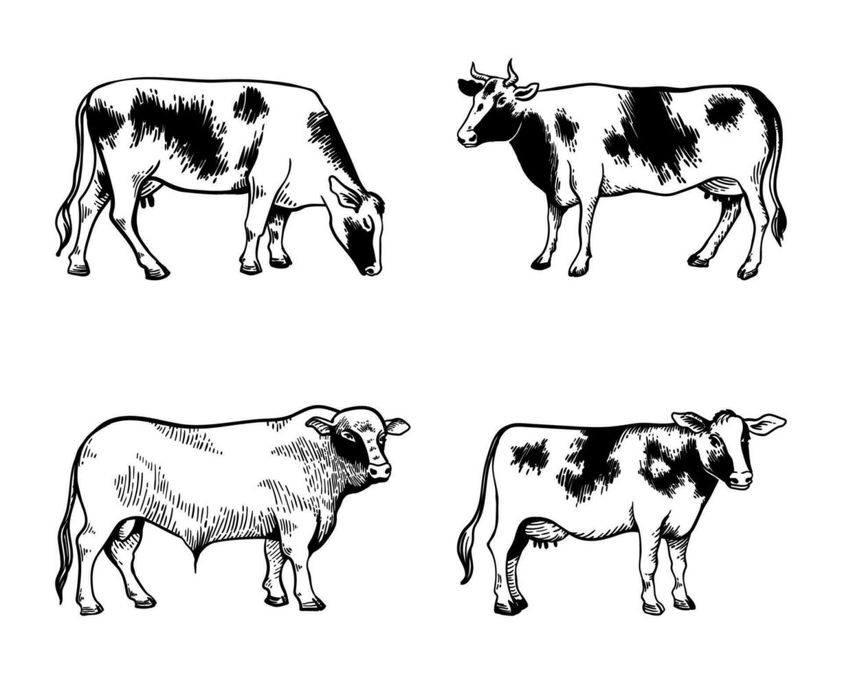 vaca y toro íconos forrado sencillo aislado. para lechería y carne de res, agricultura y veterinario vector