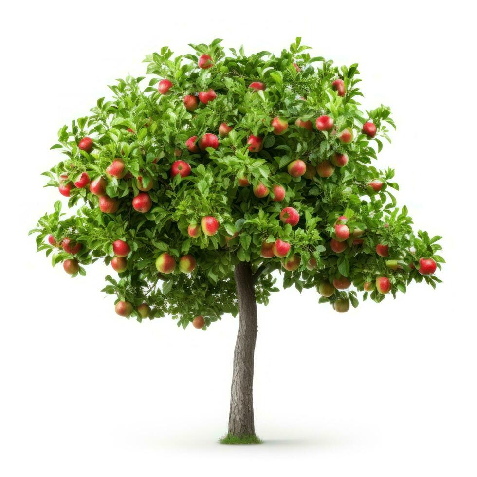 Apple tree isolated photo