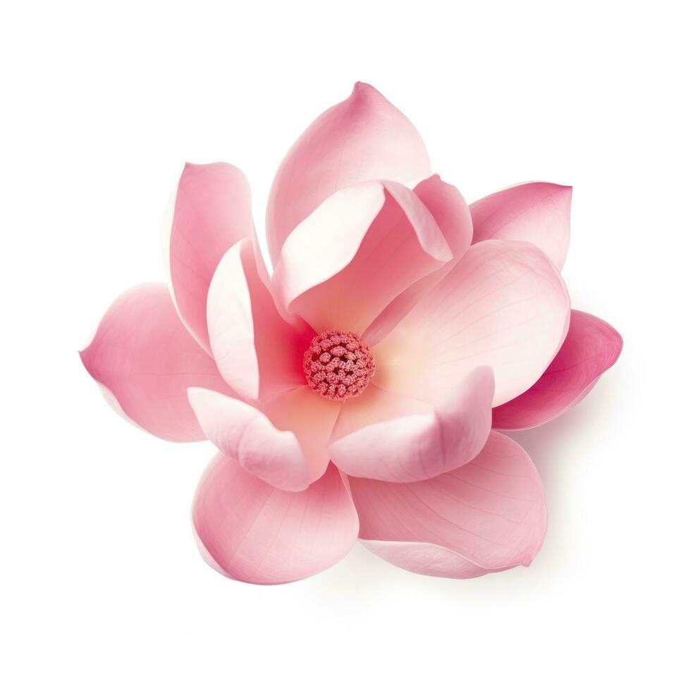 Pink magnolia flower isolated photo